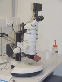 Loupe GFP